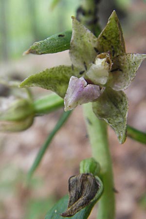 Epipactis leutei \ Leutes Ständelwurz / Leute's Helleborine, A  Kärnten/Carinthia, Kleinobir 2.8.2011 