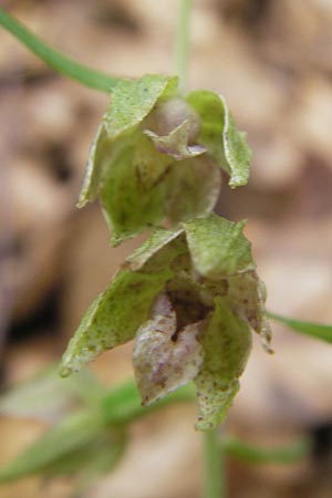 Epipactis leutei \ Leutes Ständelwurz / Leute's Helleborine, A  Kärnten/Carinthia, Kleinobir 2.8.2011 