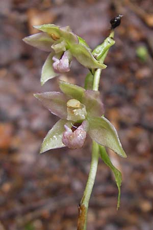 Epipactis helleborine s.l. / Broad-Leaved Helleborine, A  Gloggnitz 4.8.2011 