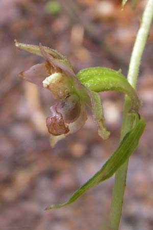 Epipactis helleborine s.l. / Broad-Leaved Helleborine, A  Gloggnitz 4.8.2011 