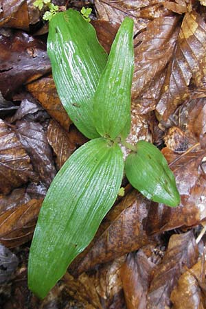 Epipactis helleborine s.l. / Broad-Leaved Helleborine (sterile plant), A  Gloggnitz 4.8.2011 