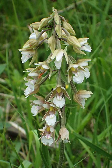 Epipactis palustris \ Echte Sumpfwurz, Sumpf-Ständelwurz, A  Osttirol, Lavant 30.6.2025 