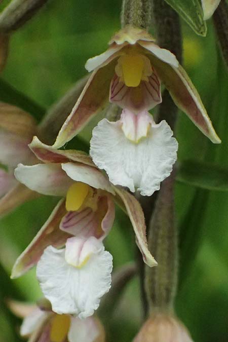 Epipactis palustris \ Echte Sumpfwurz, Sumpf-Ständelwurz, A  Osttirol, Lavant 30.6.2025 