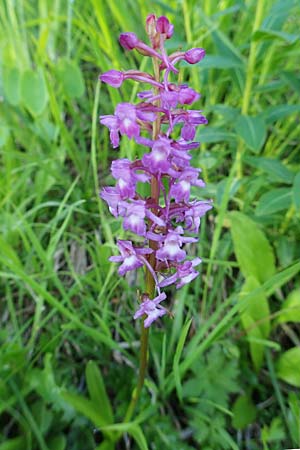 Gymnadenia conopsea s.l. \ Mücken-Händelwurz / Common Fragrant Orchid, A  Tauplitz-Alm 5.7.2020 