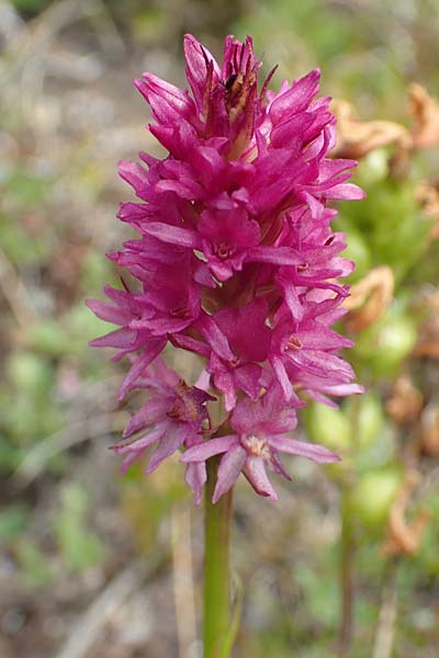 Gymnadenia conopsea s.l. x Nigritella rhellicani, A   Osttirol, Golzentipp 11.7.2019 