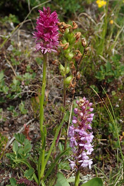 Gymnadenia conopsea s.l. x Nigritella rhellicani, A   Osttirol, Golzentipp 11.7.2019 