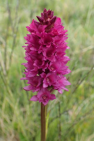 Gymnadenia conopsea s.l. x Nigritella rhellicani, A   Osttirol, Golzentipp 12.7.2019 