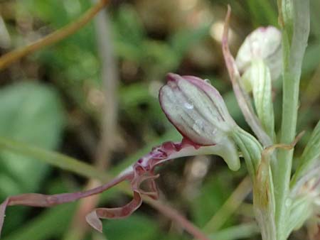 Himantoglossum adriaticum / Adriatic Lizard Orchid, A  Bisamberg 19.6.2026 