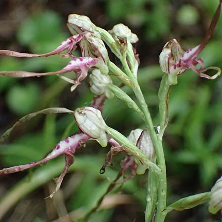 Himantoglossum adriaticum / Adriatic Lizard Orchid, A  Bisamberg 19.6.2026 