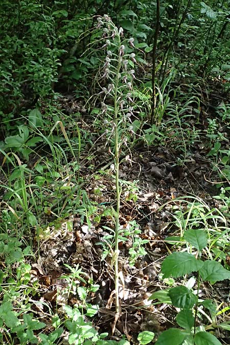 Himantoglossum adriaticum / Adriatic Lizard Orchid, A  Bisamberg 19.6.2026 