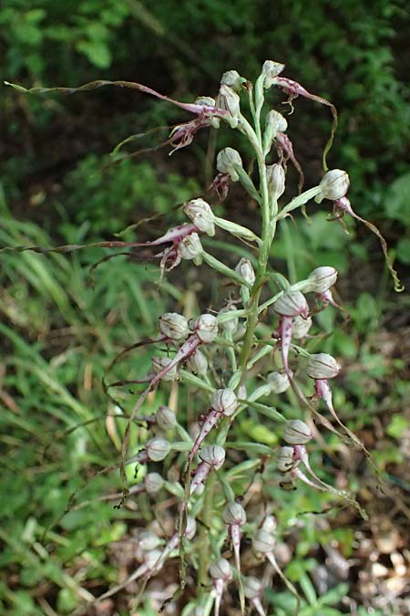Himantoglossum adriaticum / Adriatic Lizard Orchid, A  Bisamberg 19.6.2026 