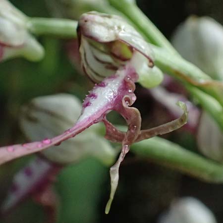 Himantoglossum adriaticum / Adriatic Lizard Orchid, A  Bisamberg 19.6.2026 