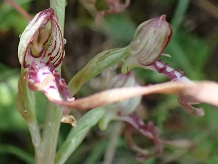 Himantoglossum adriaticum / Adriatic Lizard Orchid, A  Bisamberg 19.6.2026 