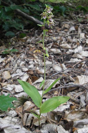Epipactis helleborine x pontica, A   Burgenland, Neuhodis 3.8.2011 