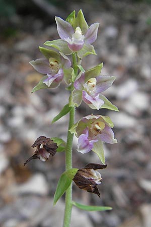 Epipactis helleborine x pontica, A   Burgenland, Neuhodis 3.8.2011 