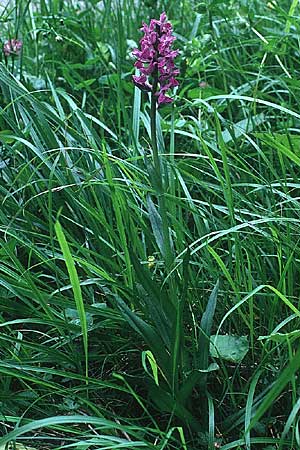 Dactylorhiza incarnata x lapponica, A   Reutte 1.7.1990 