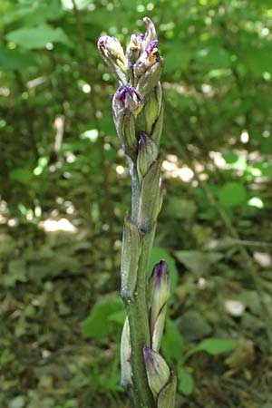 Limodorum abortivum / Violet Limodore, A  Hainburg 10.5.2025 