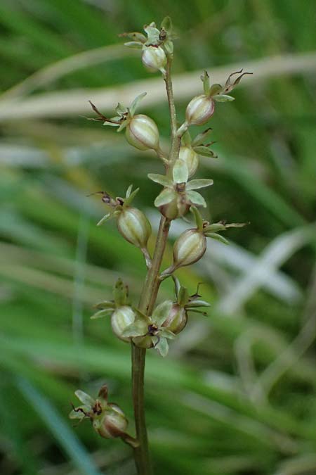 Listera cordata \ Kleines Zweiblatt / Lesser Twayblade, A  Rauris 3.7.2025 