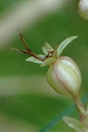 Listera cordata \ Kleines Zweiblatt / Lesser Twayblade, A  Rauris 3.7.2025 