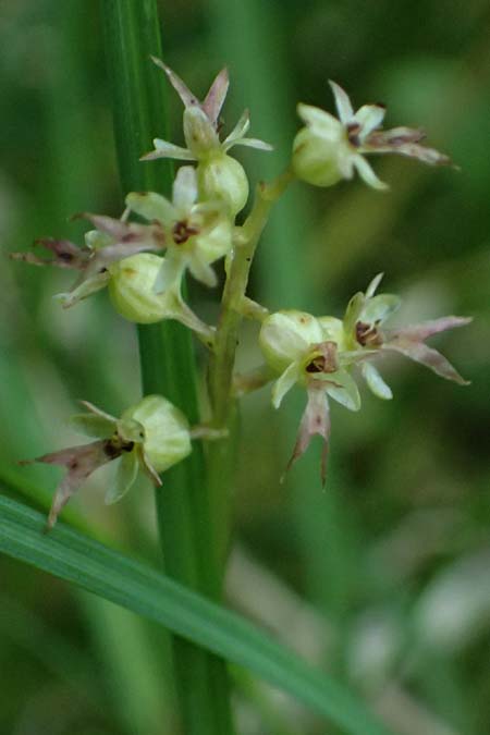 Listera cordata \ Kleines Zweiblatt / Lesser Twayblade, A  Rauris 3.7.2025 