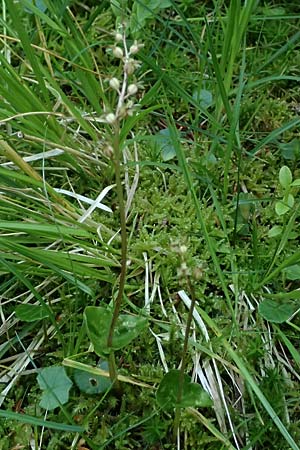 Listera cordata \ Kleines Zweiblatt / Lesser Twayblade, A  Rauris 3.7.2025 