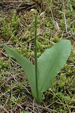 Liparis nemoralis \ Hain-Glanzkraut / Wood Fen Orchid, A  Osttirol, Lavant 30.6.2025 