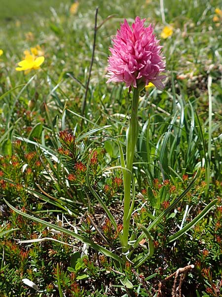 Nigritella archiducis-joannis \ Erzherzog-Johann Kohlröschen / Archduke John Vanilla Orchid, A  Lawinenstein 5.7.2020 