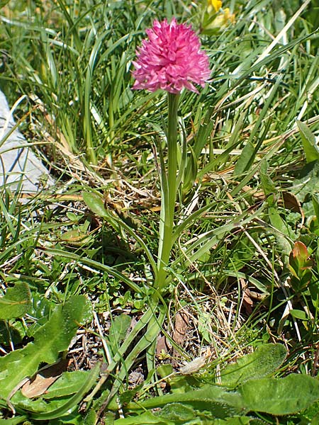Nigritella archiducis-joannis \ Erzherzog-Johann Kohlröschen / Archduke John Vanilla Orchid, A  Traweng 8.7.2020 