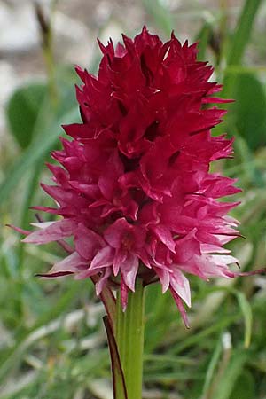 Nigritella dulnigiana \ Dulnigs Kohlröschen, A  Trenchtling 6.7.2024 