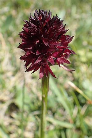 Nigritella rhellicani \ Schwarzes Kohlröschen / Vanilla Orchid, A  Nockberge, Eisentaler Höhe 10.7.2019 