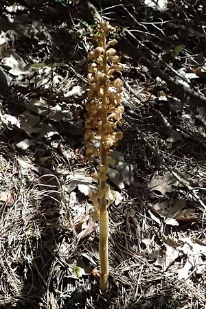 Neottia nidus-avis \ Vogel-Nestwurz, A  Hainburg 10.5.2025 