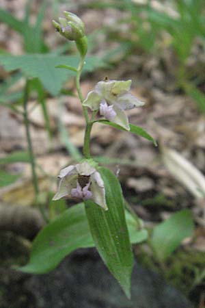 Epipactis nordeniorum \ Nordens Ständelwurz, A  Burgenland, Rumpersdorf 3.8.2011 