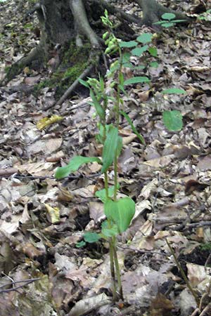 Epipactis nordeniorum \ Nordens Ständelwurz, A  Burgenland, Rumpersdorf 3.8.2011 