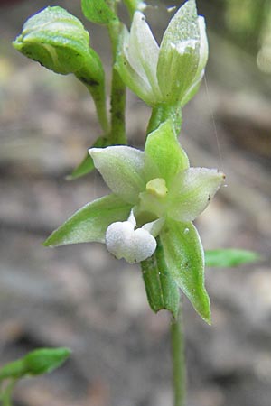Epipactis nordeniorum \ Nordens Ständelwurz, A  Burgenland, Neuhodis 3.8.2011 