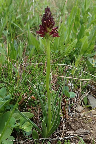 Nigritella rhellicani \ Schwarzes Kohlröschen / Vanilla Orchid, A  Pusterwald, Eiskar 29.6.2021 