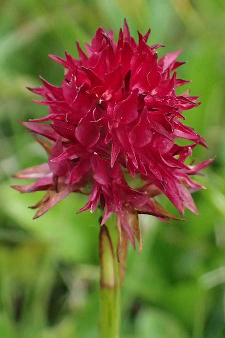Nigritella sulzeri \ Sulzers Kohlröschen, A  Trenchtling 6.7.2024 