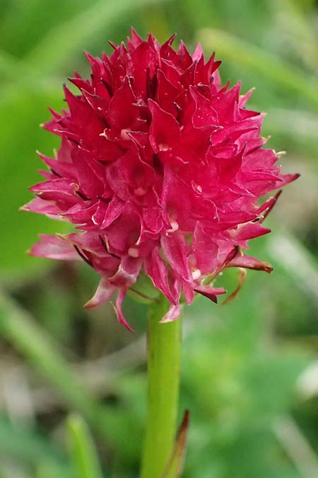 Nigritella sulzeri \ Sulzers Kohlröschen, A  Trenchtling 6.7.2024 