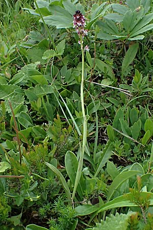 Neotinea ustulata \ Brand-Knabenkraut / Burnt Orchid, A  Admont 7.7.2024 