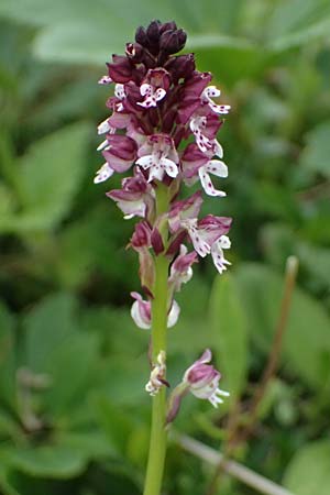 Neotinea ustulata \ Brand-Knabenkraut / Burnt Orchid, A  Admont 7.7.2024 