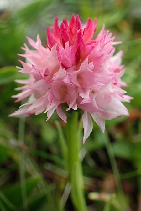 Nigritella widderi \ Widders Kohlröschen / Widder's Vanilla Orchid, A  Schneealpe 30.6.2020 