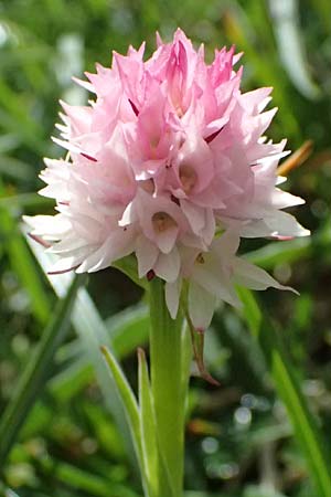 Nigritella widderi \ Widders Kohlröschen / Widder's Vanilla Orchid, A  Admont 5.7.2024 