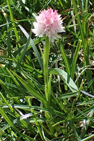 Nigritella widderi \ Widders Kohlröschen / Widder's Vanilla Orchid, A  Admont 5.7.2024 