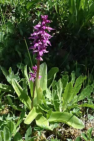 Orchis mascula subsp. speciosa \ Prächtiges Knabenkraut / Splendid Early Purple Orchid, A  Bad Gastein 29.6.2025 