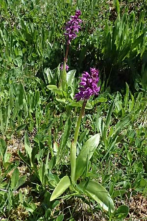 Orchis mascula subsp. speciosa \ Prächtiges Knabenkraut / Splendid Early Purple Orchid, A  Bad Gastein 29.6.2025 