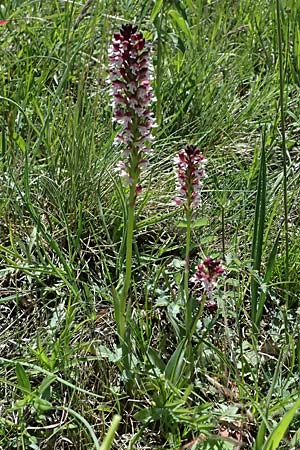 Neotinea ustulata \ Brand-Knabenkraut / Burnt Orchid, A  Hainburg 10.5.2025 