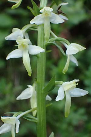 Platanthera bifolia \ Zweiblättrige Waldhyazinthe, Weiße Waldhyazinthe / Lesser Butterfly Orchid, A  Kärnten/Carinthia, Koralpe 4.7.2023 