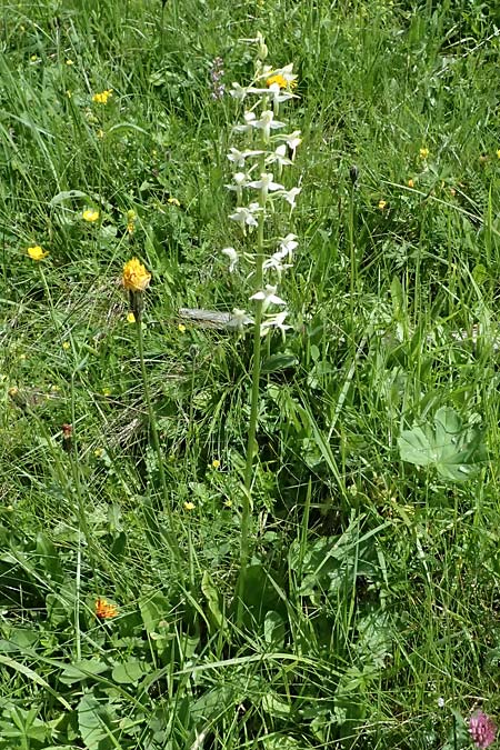 Platanthera pervia \ Müllers Waldhyazinthe, A  Admont 5.7.2024 