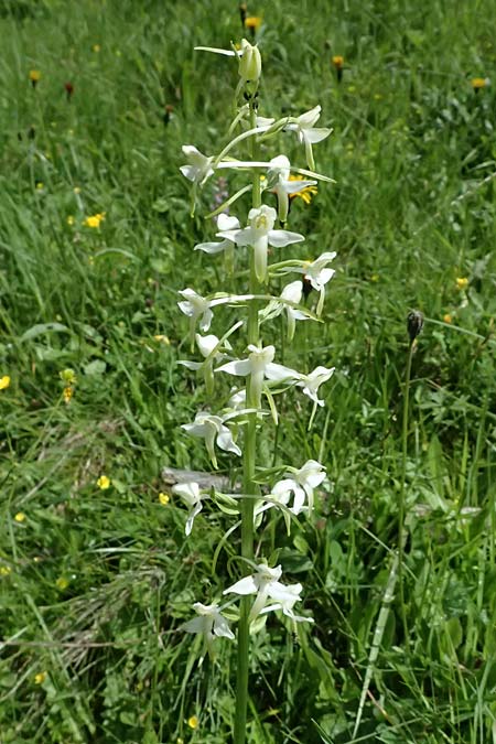 Platanthera pervia \ Müllers Waldhyazinthe, A  Admont 5.7.2024 