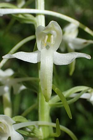Platanthera pervia \ Müllers Waldhyazinthe, A  Admont 5.7.2024 