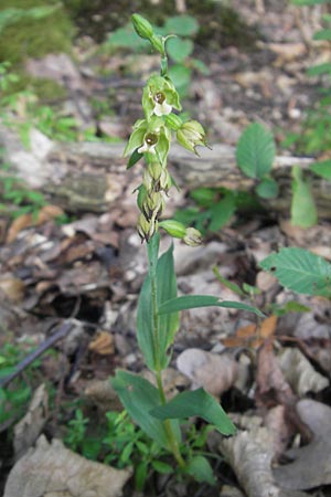 Epipactis pontica \ Pontische Ständelwurz / Pontic Helleborine, A  Burgenland, Punitz 2.8.2011 
